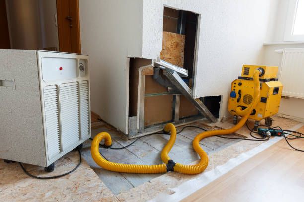 Professional Mold Removal in Oreana, IL